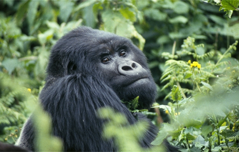 Mountain gorilla. CREDIT: A.J. Plumptre. 